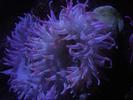[MarchAquarium2003]